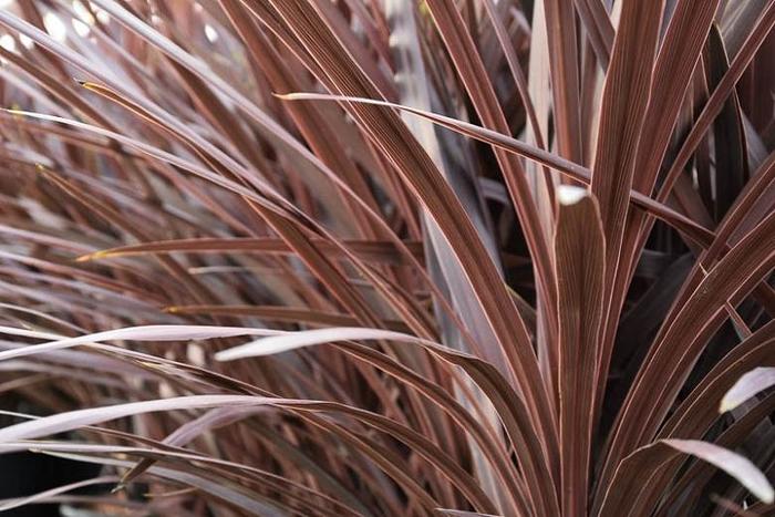 'Red Star' - Cordyline australis from Holmquest Farms