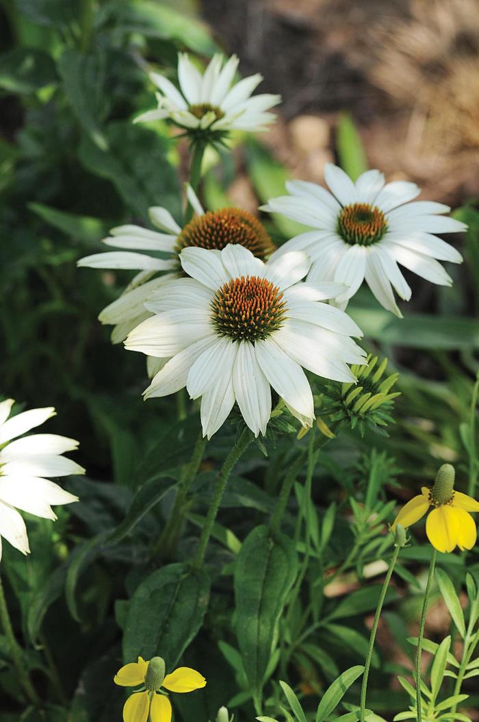 'PowWow White' Coneflower - Echinacea purpurea from Holmquest Farms