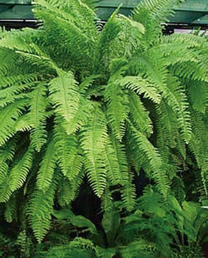 Boston True Fern - Nephrolepis exaltata from Holmquest Farms