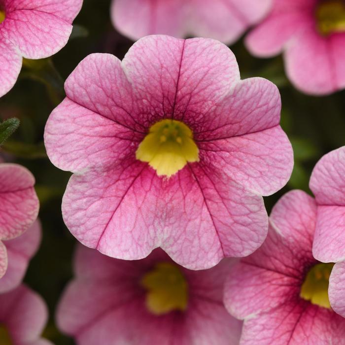 Cabaret&reg; 'Strawberry Parfait' - Calibrachoa (Trailing Petunia) from Holmquest Farms