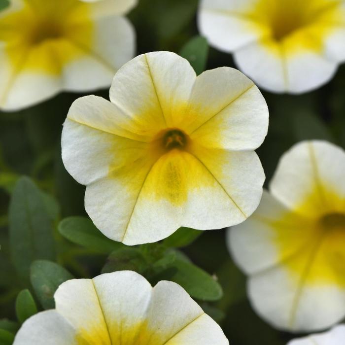 MiniFamous&reg; 'Uno White Gold' - Calibrachoa (Trailing Petunia) from Holmquest Farms
