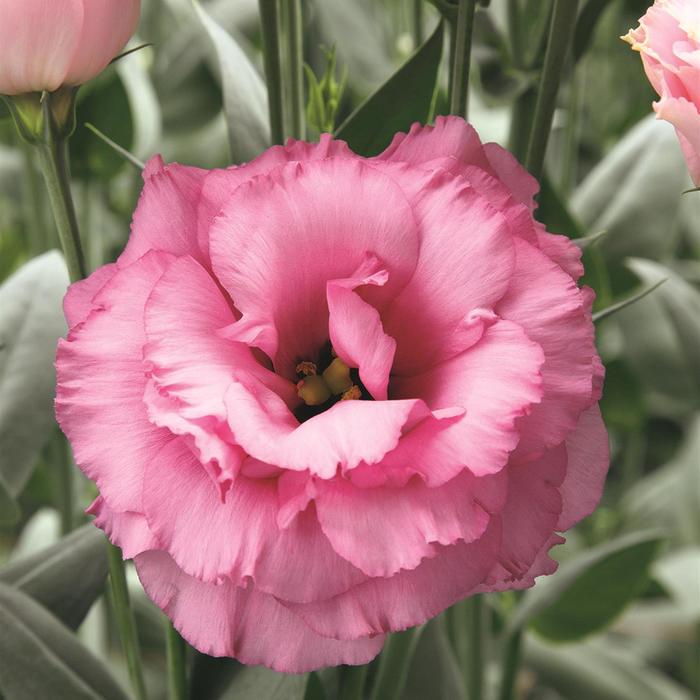 'Arena 3 Rose' Lisianthus - Eustoma grandiflorum from Holmquest Farms