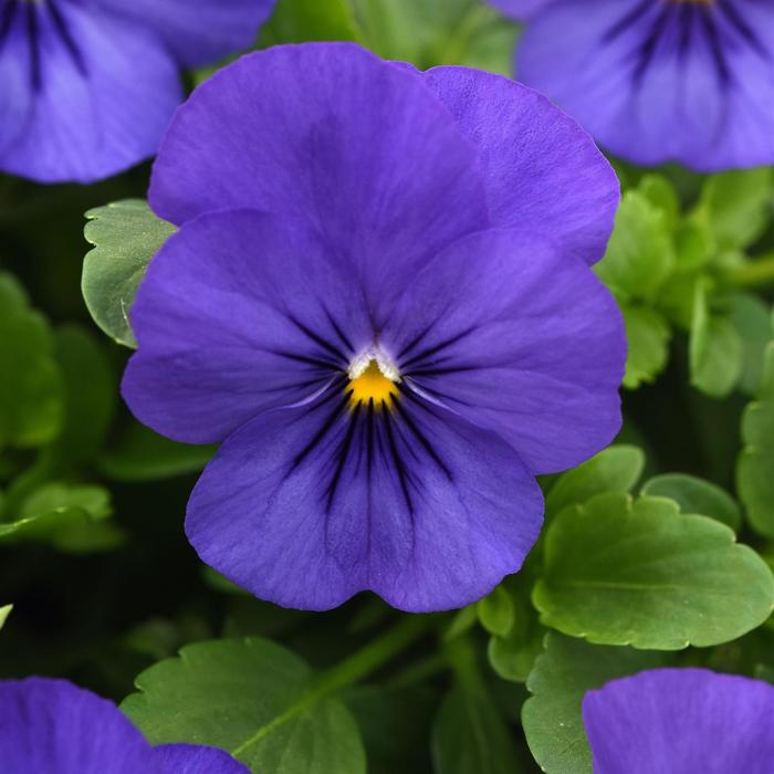 Cool Wave&reg; Blue - Viola x wittrockiana (Pansy) from Holmquest Farms