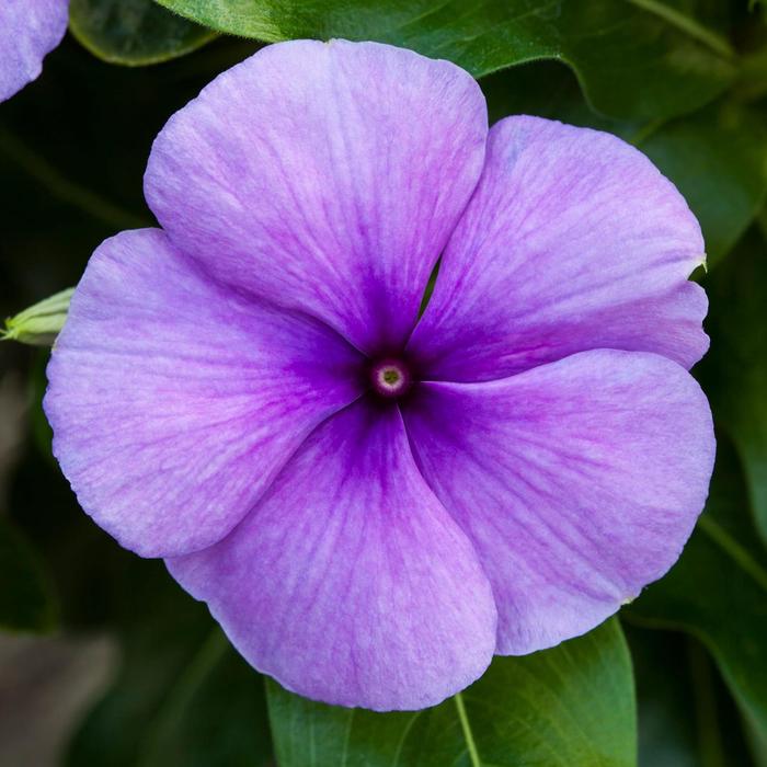 Blockbuster&trade; Blue - Catharanthus roseus (Vinca, Periwinkle) from Holmquest Farms