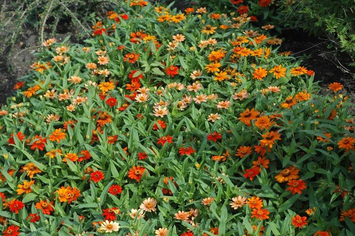 Profusion 'Mix' - Zinnia from Holmquest Farms