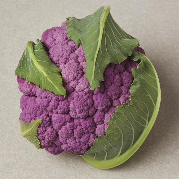 'DePurple' Cauliflower - Brassica oleracea from Holmquest Farms