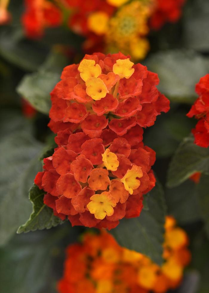 Shamrock&trade; Red - Lantana camara from Holmquest Farms