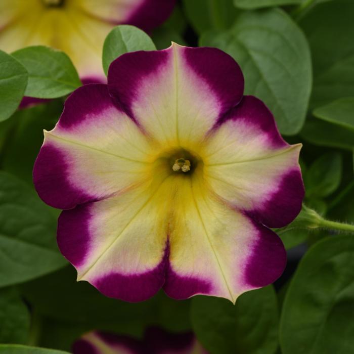 Headliner&trade; Banana Cherry - Petunia from Holmquest Farms