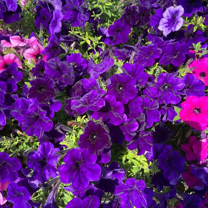 Headliner&trade; Blue Improved - Petunia from Holmquest Farms