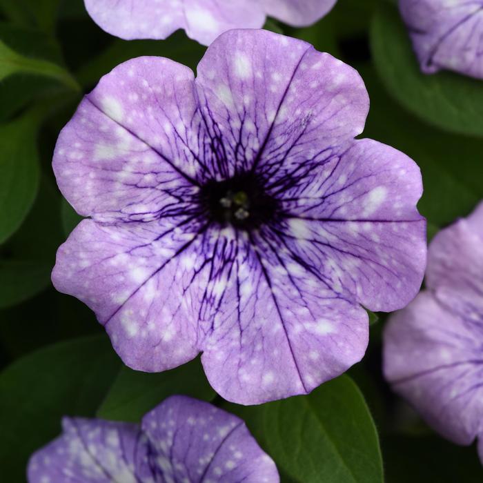 Headliner&trade; Crystal Sky - Petunia from Holmquest Farms