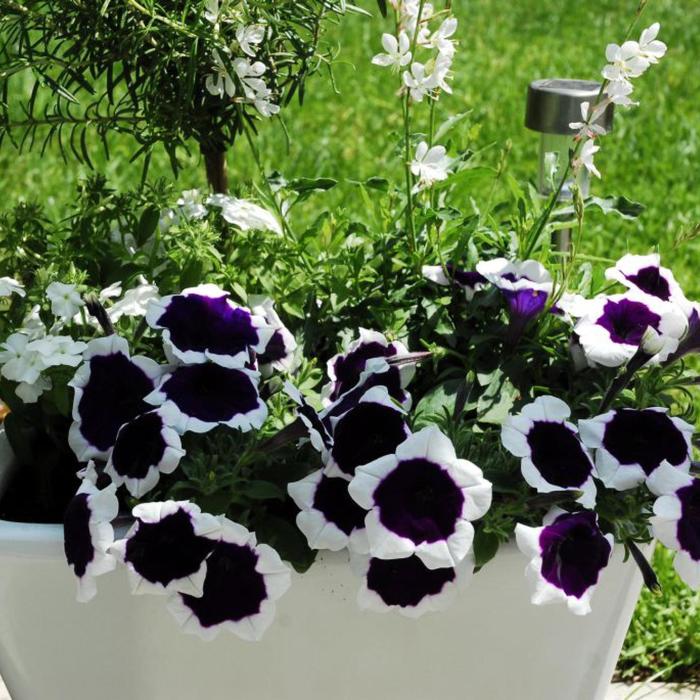 Headliner&trade; Dark Violet Picotee - Petunia from Holmquest Farms