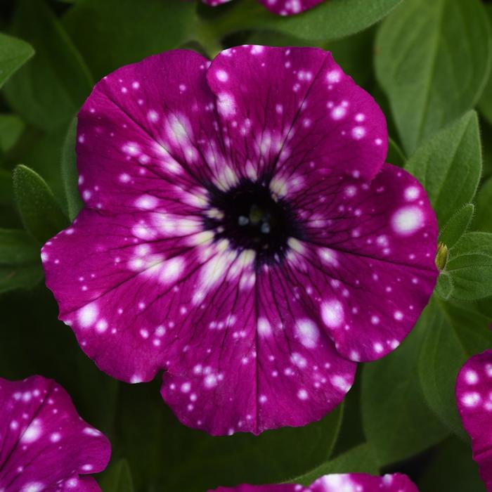 Headliner&trade; Electric Purple Sky - Petunia from Holmquest Farms