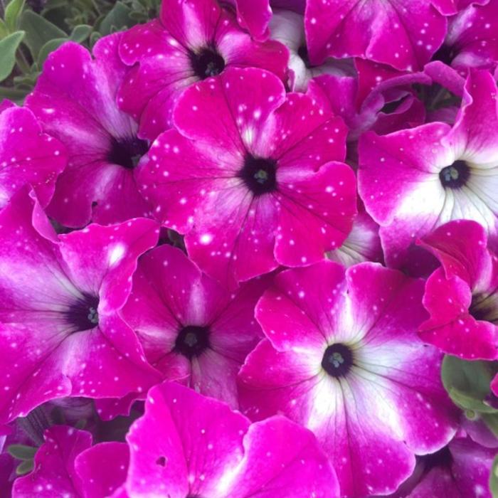 Headliner&trade; Enchanted Sky - Petunia from Holmquest Farms