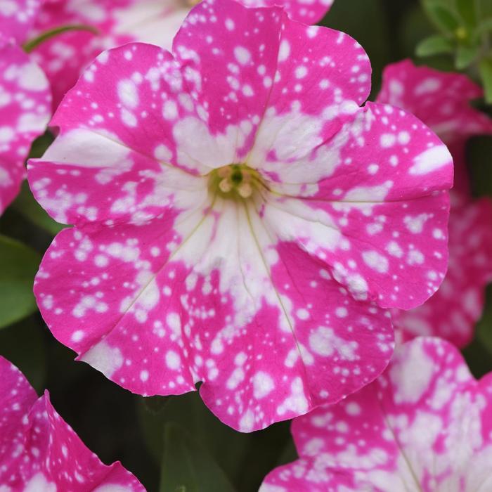 Headliner&trade; Light Pink Sky - Petunia from Holmquest Farms