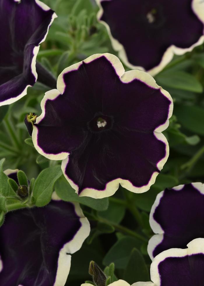 ColorRush&trade; Blueberries and Cream - Petunia from Holmquest Farms