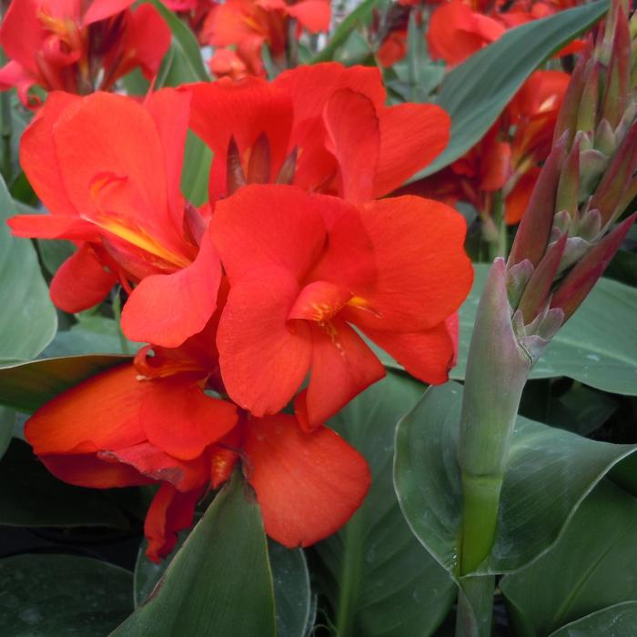Cannova&reg; 'Scarlet' - Canna x generalis (Canna Lily) from Holmquest Farms
