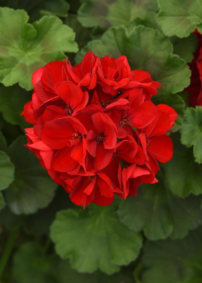 Galaxy&trade; Dark Red Improved - Pelargonium x hortorum (Zonal Geranium) from Holmquest Farms