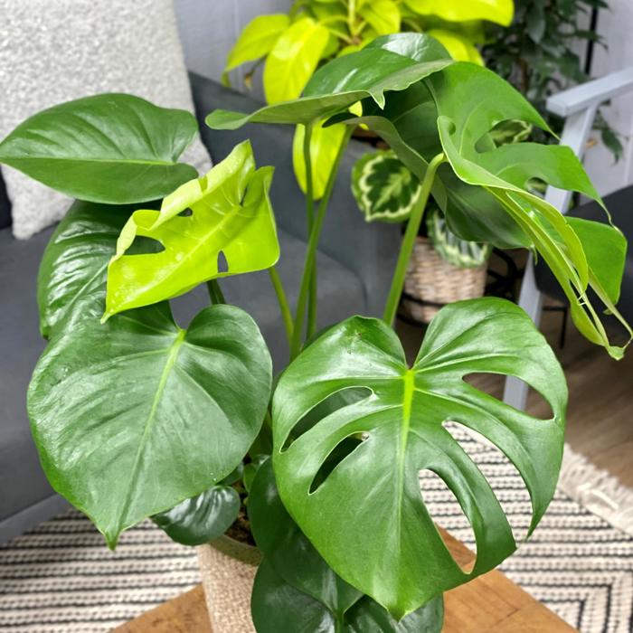 Monster Mash&trade; Swiss cheese vine - Monstera adansonii from Holmquest Farms