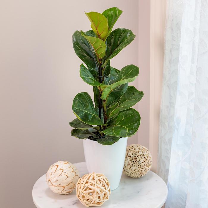 'Bambino' Fiddle Leaf Fig - Ficus Lyrata from Holmquest Farms