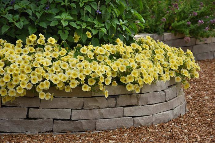 Bee's Knees - Petunia from Holmquest Farms