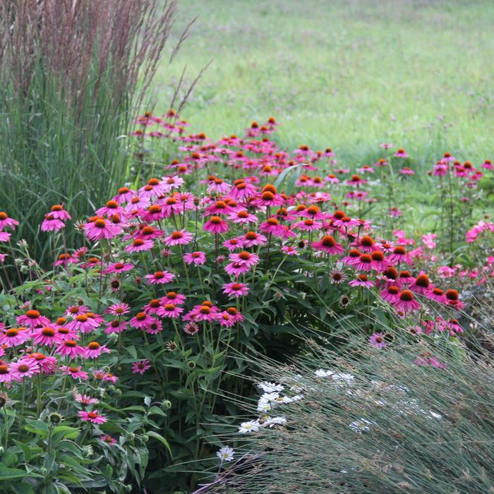 'PowWow Wild Berry' Coneflower - Echinacea purpurea from Holmquest Farms