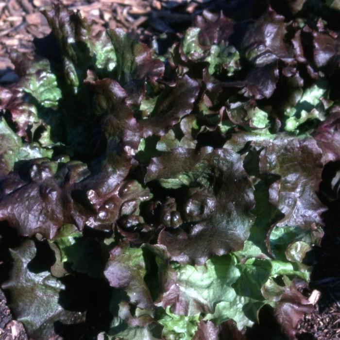 'Red Sails' Lettuce - Lactuca sativa from Holmquest Farms
