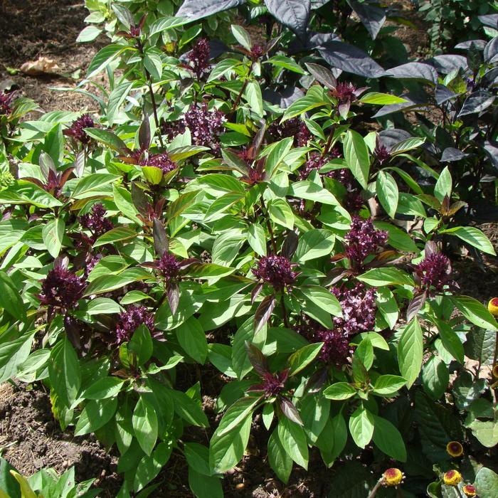 ''Siam Queen'' Thai Basil - Ocimum basilicum var. thyrsiflora from Holmquest Farms