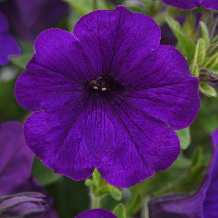 SureShot&trade; Dark Blue - Petunia from Holmquest Farms