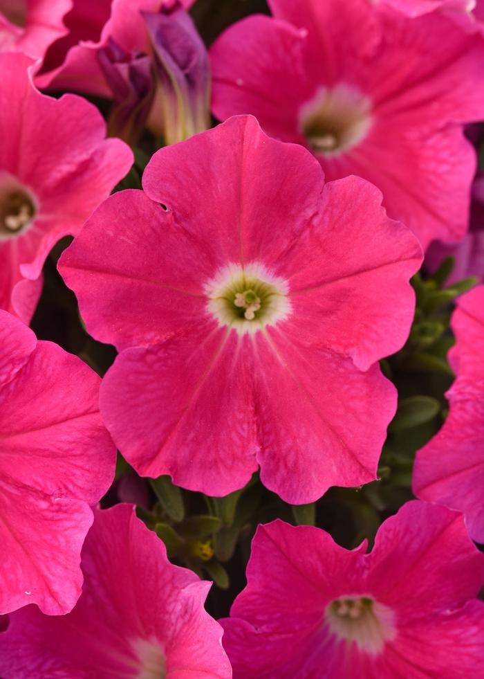 SureShot&trade; Hot Pink - Petunia from Holmquest Farms