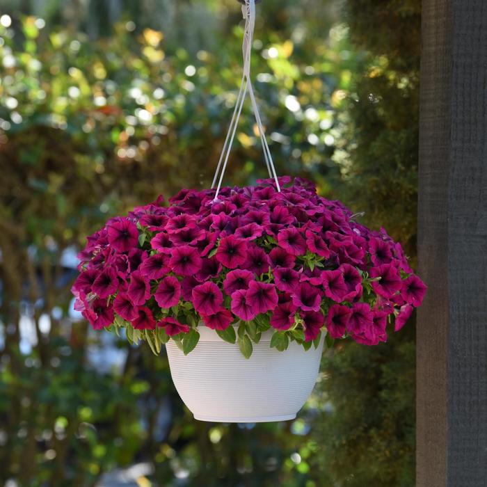 SureShot&trade; Magenta - Petunia from Holmquest Farms