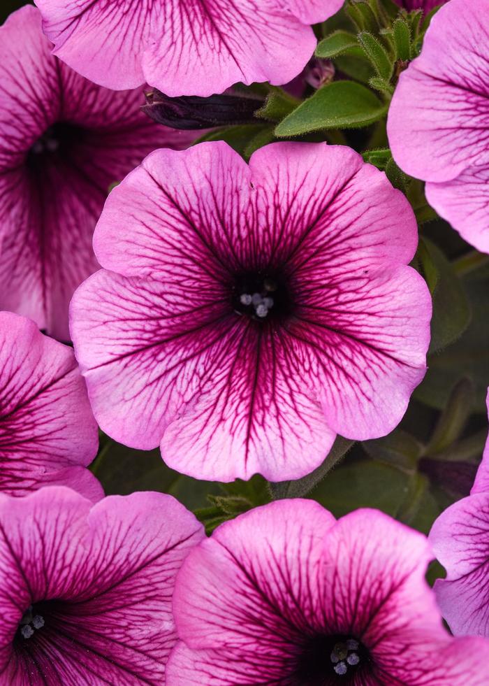 SureShot&trade; Pink Vein - Petunia from Holmquest Farms