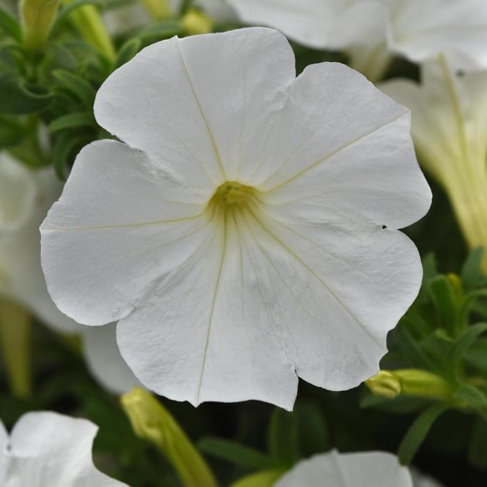 SureShot&trade; White - Petunia from Holmquest Farms