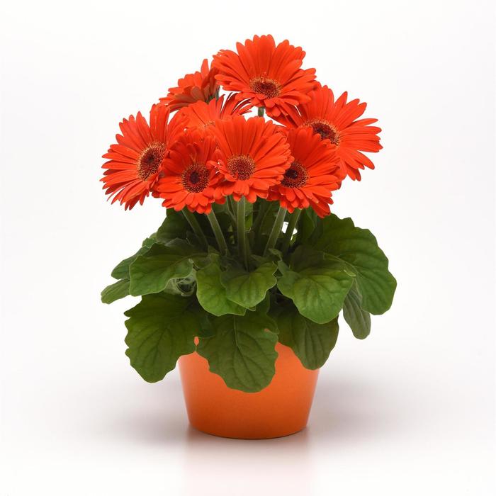 ColorBloom&trade; Deep Orange with Dark Eye - Gerbera (Gerbera Daisy) from Holmquest Farms