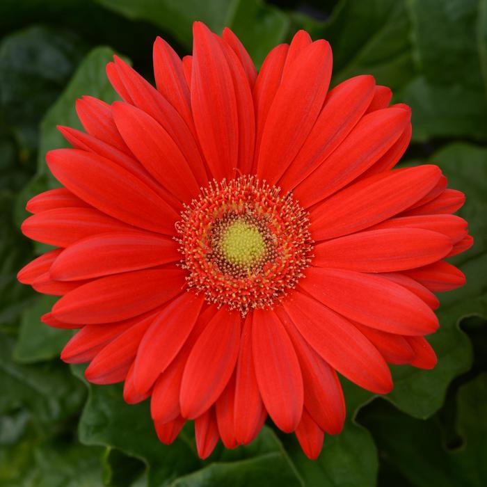 ColorBloom&trade; Red with Light Eye - Gerbera (Gerbera Daisy) from Holmquest Farms