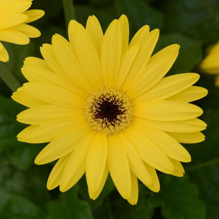ColorBloom&trade; Yellow with Dark Eye - Gerbera (Gerbera Daisy) from Holmquest Farms