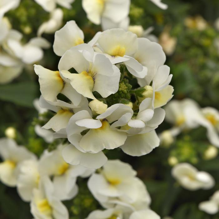 Whimsy&trade; White - Nemesia fruticans from Holmquest Farms