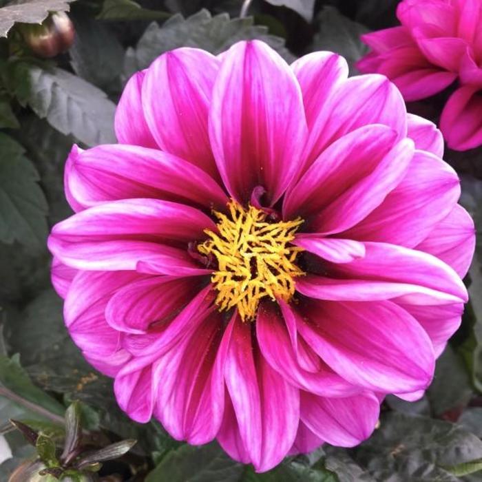 'Temptation Purple' - Dahlia from Holmquest Farms