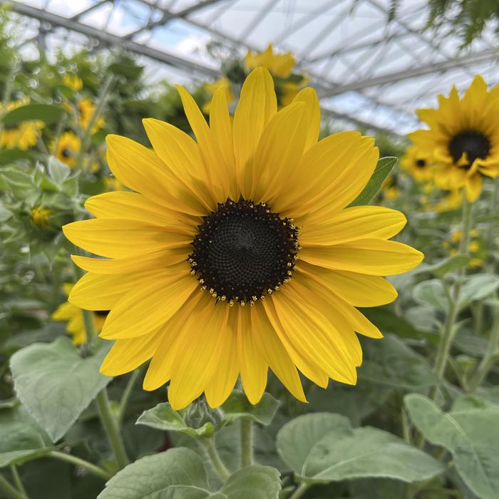Sunfinity&reg; Yellow Dark Center Dwarf Sunflower - Helianthus annuus from Holmquest Farms