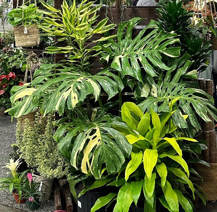 'Thai Constellation' - Monstera deliciosa from Holmquest Farms