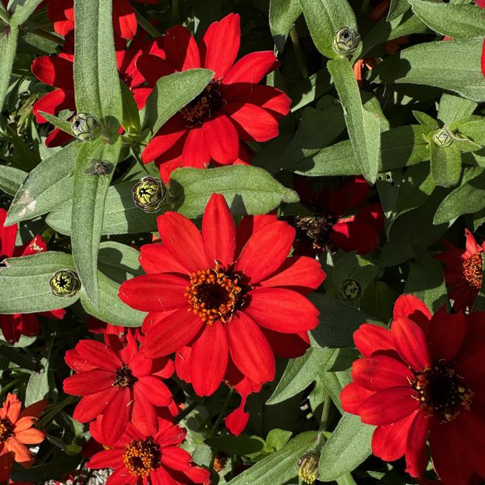 'Profusion Red' - Zinnia from Holmquest Farms