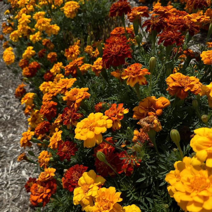 Durango&reg; Mix - Tagetes patula (French Marigold) from Holmquest Farms