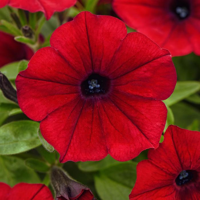 ColorRush&trade; Red Improved - Petunia from Holmquest Farms