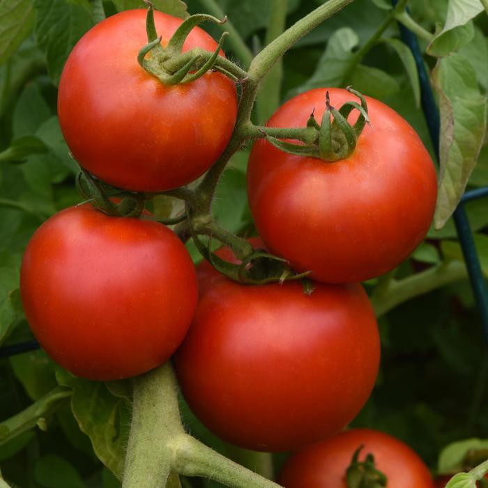 'Early Girl' Tomato - Lycopersicon esculentum from Holmquest Farms