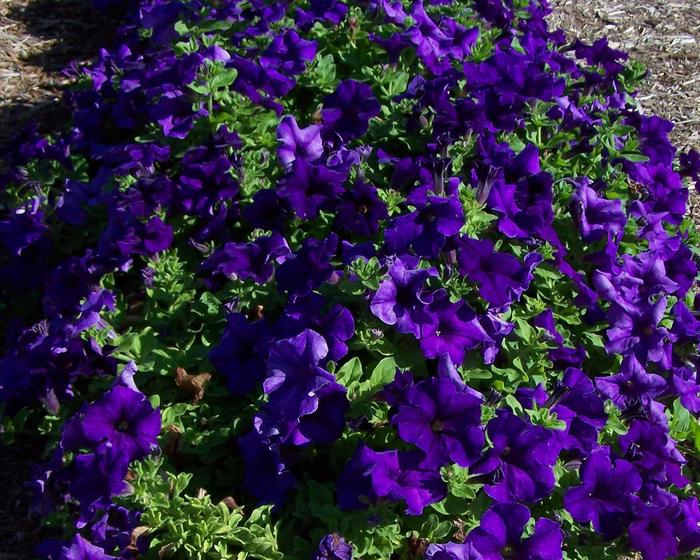 Surfinia&reg; Trailing Giant Blue - Petunia from Holmquest Farms