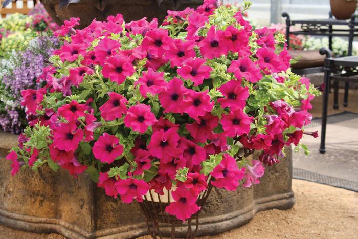 Surfinia&reg; Trailing Giant Purple - Petunia from Holmquest Farms