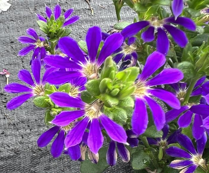 Surdiva&reg; Blue Violet Imp - Scaevola (Fan Flower) from Holmquest Farms