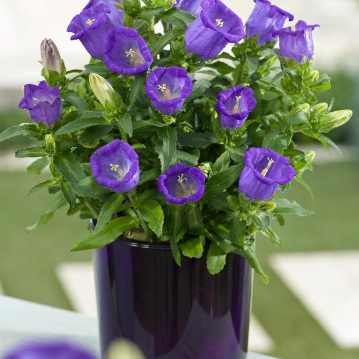 Campanella&trade; Blue Canterbury Bells - Campanula medium from Holmquest Farms