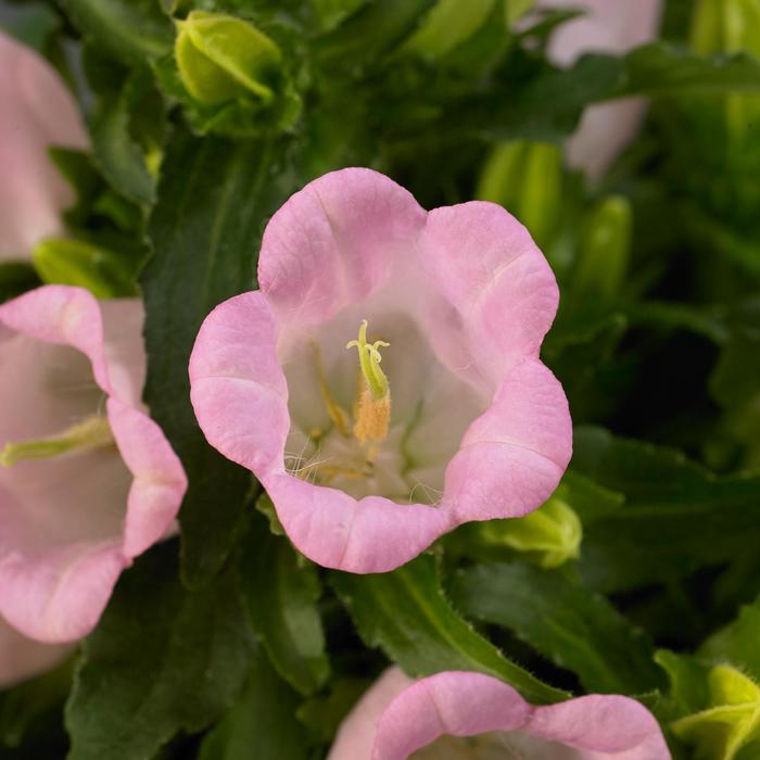 Campanella&trade; Pink Canterbury Bells - Campanula medium from Holmquest Farms