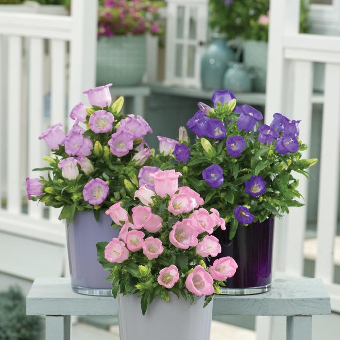 Campanella&trade; Mix Canterbury Bells - Campanula medium from Holmquest Farms