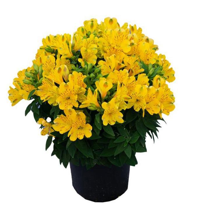 Inca Aurelia&reg; Peruvian Lily - Alstroemeria from Holmquest Farms